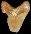 Bargain Moroccan Megalodon Tooth - #44143-2